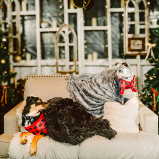 Happy Holidays from the newest GSW furry family members, Indigo and Bear.