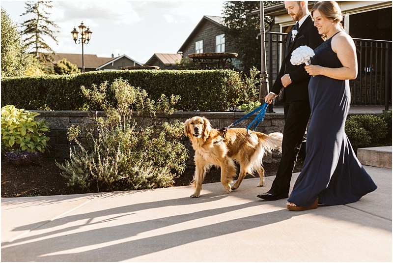 Premier Snohomish & Seattle Wedding Photographer | GSquared Weddings Photography A man in a suit and a woman in a navy dress walk a golden retriever on a blue leash outdoors on a sunny day, possibly at a Snohomish wedding or engagement. Shrubs and a building are in the background. 47.9129° N, 122.0982° W | Serving Snohomish, Seattle , Orlando & Beyond