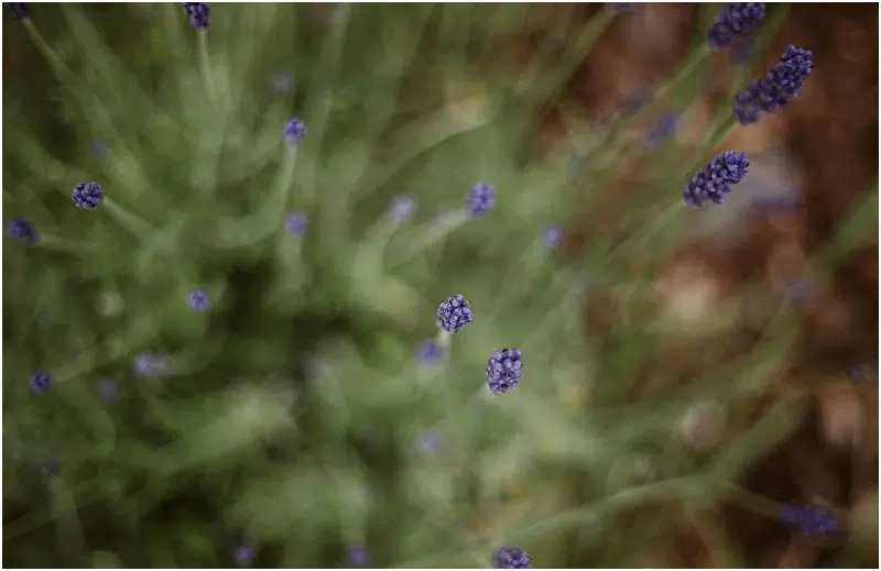 Snohomish & Seattle Wedding Photographer | GSquared Weddings Photography A close-up, top-down view of several lavender flower buds in a garden, set against a softly blurred green background, capturing the delicate purple florets and slender stems. 47.9129° N, 122.0982° W | wedding photo by GSquared Weddings
