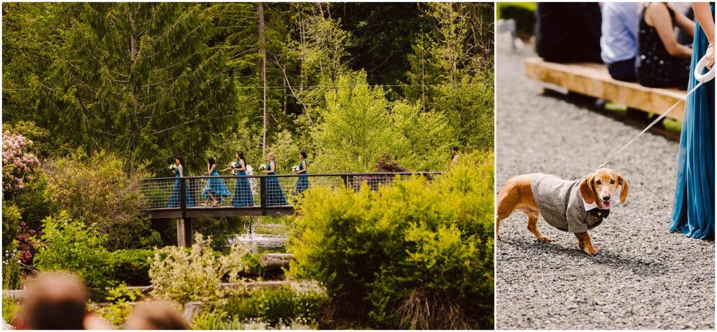 Snohomish Wedding Photographer GSquared Weddings A split image: On the left, a group of bridesmaids in blue dresses walk across a bridge in a lush garden setting. On the right, a small dog in a gray suit is being led on a leash on a gravel path. Serving Seattle, Snohomish and Orlando