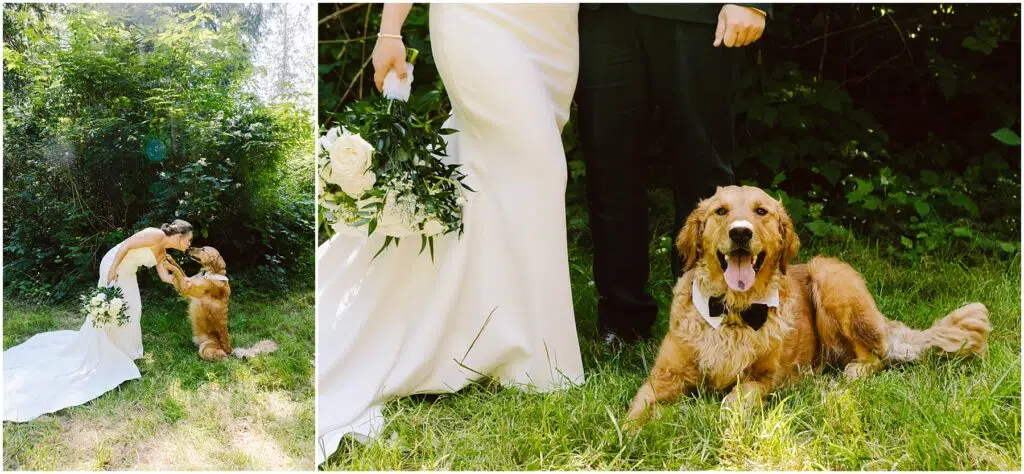Snohomish Wedding Photographer GSquared Weddings A bride in a white dress and a groom in a dark suit pose outdoors with a golden retriever. The bride kneels to the dog, holding its paw. The dog, wearing a bow tie, sits happily on grass beside them. Serving Seattle, Snohomish and Orlando