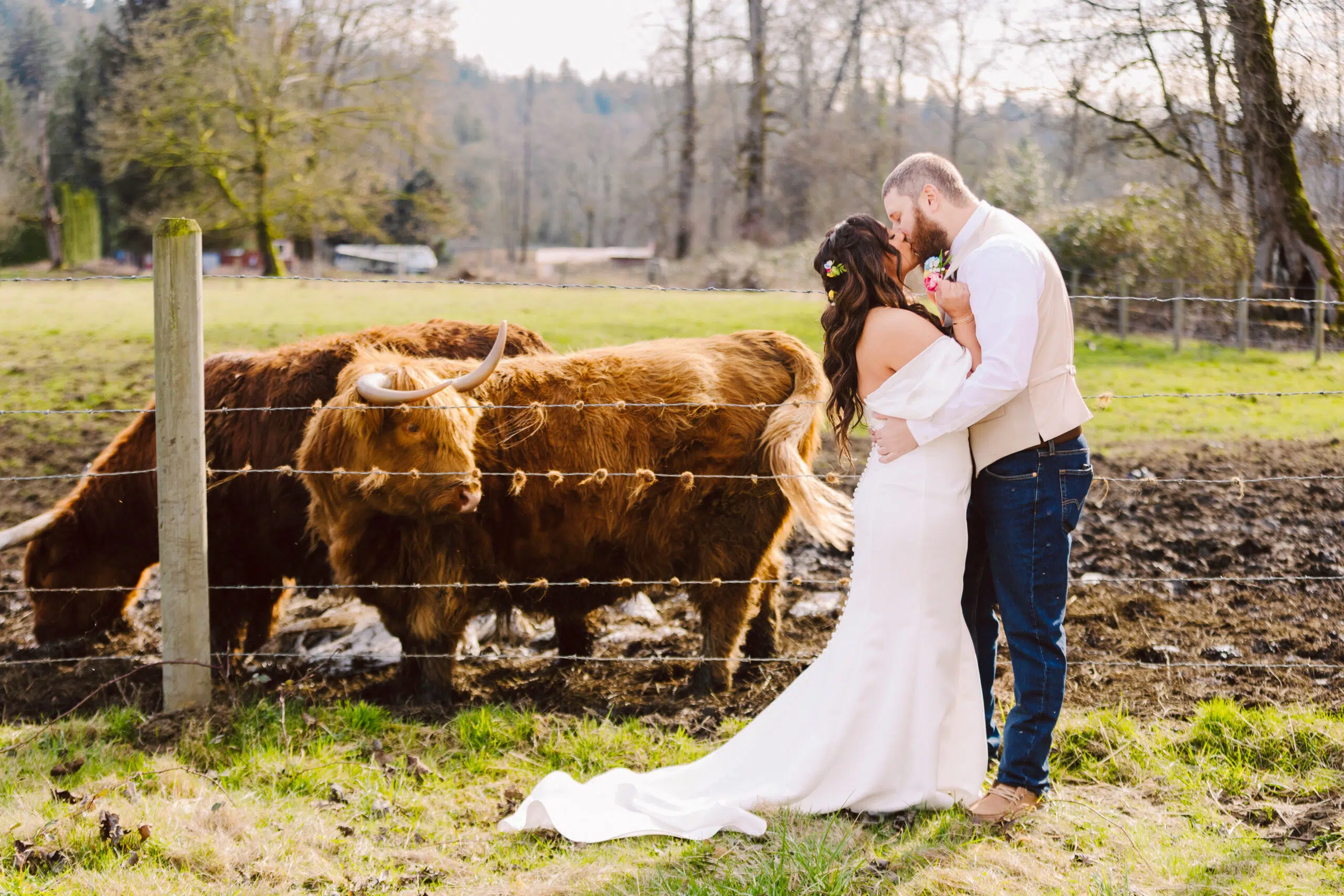 Bride and groom kissing near fence with cattle and rural landscape in the background.