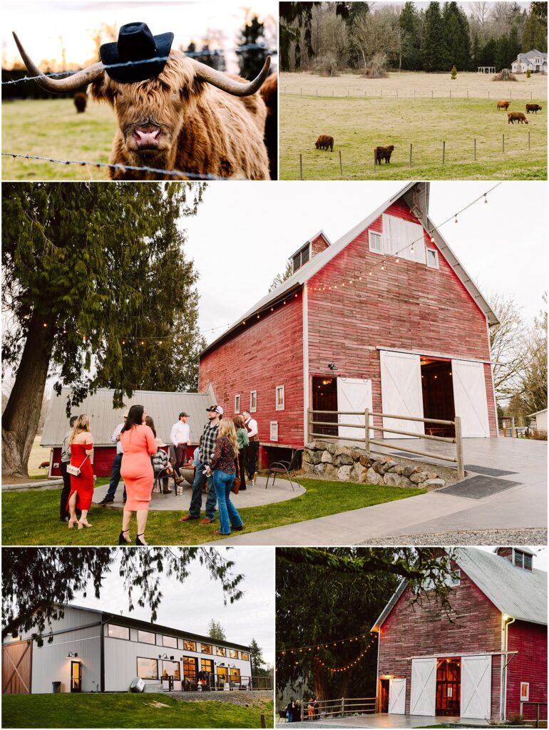 Snohomish Wedding Photographer GSquared Weddings Collage of farm scenes: A highland cow sporting a hat; cows grazing in Machiass verdant fields; friends gathering near a red barn twinkling with string lights; a modern farm structure; and an illuminated red barn at dusk. Serving Seattle, Snohomish and Orlando