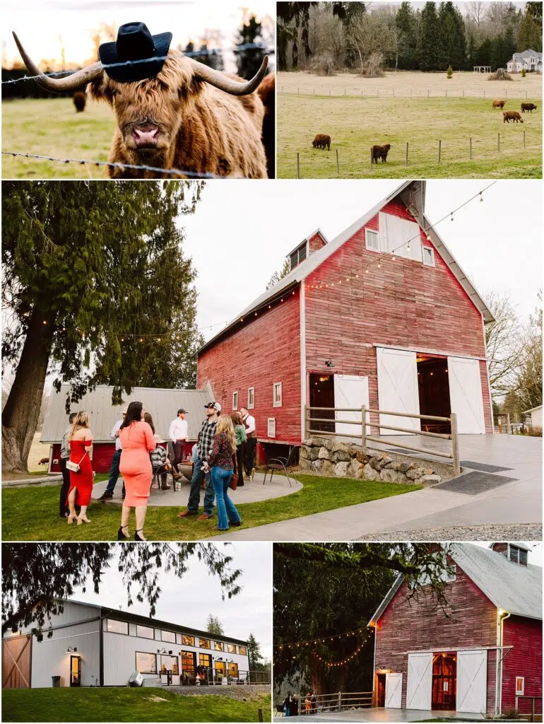 Snohomish Wedding Photographer GSquared Weddings Collage of farm scenes: A highland cow sporting a hat; cows grazing in Machiass verdant fields; friends gathering near a red barn twinkling with string lights; a modern farm structure; and an illuminated red barn at dusk. Serving Seattle, Snohomish and Orlando